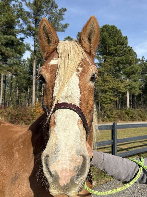 16-hand-belgian-mare