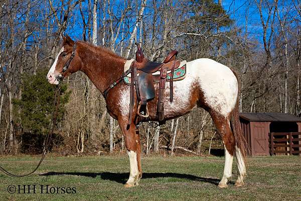 all-around-appaloosa-horse