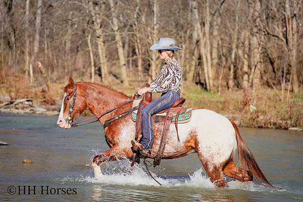 drill-team-appaloosa-horse