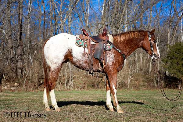 endurance-appaloosa-horse