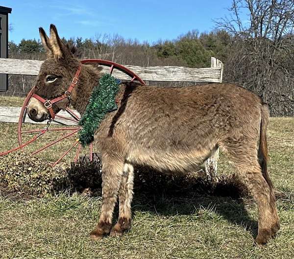 grey-cross-horse