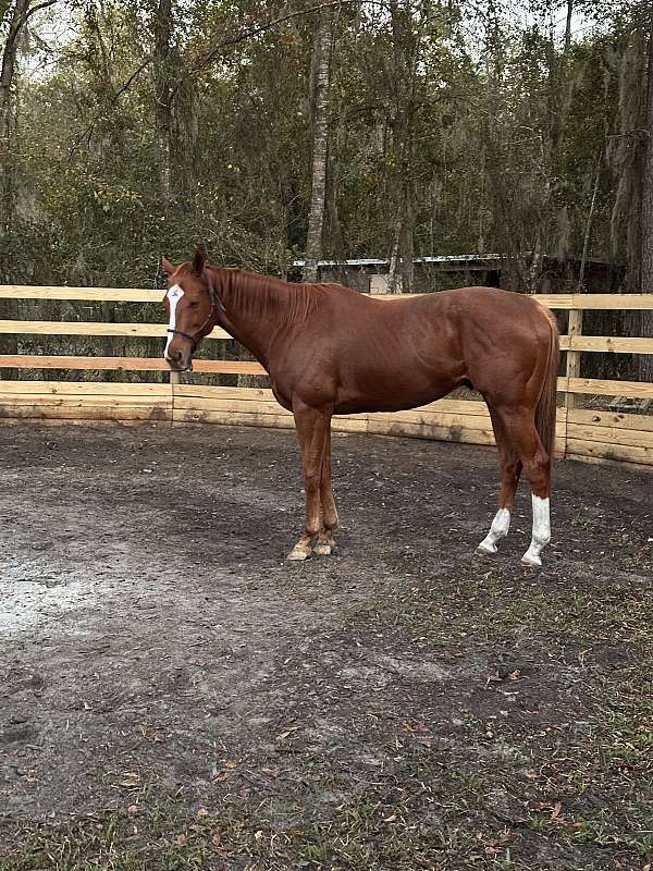 chestnut-blaze-socks-horse