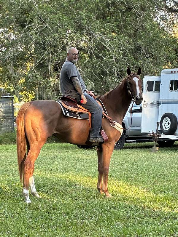 blaze-socks-horse