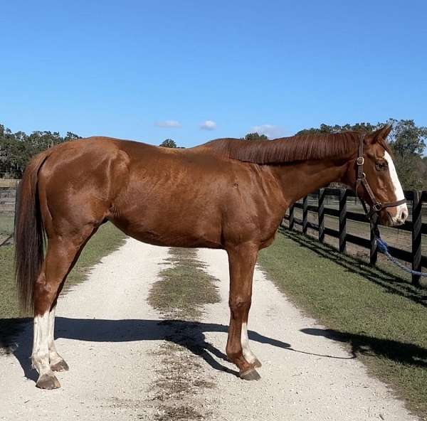 chestnut-blaze-horse