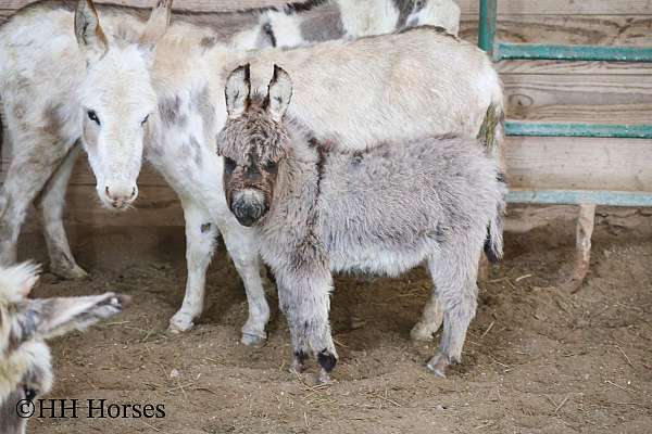 all-around-youth-donkey