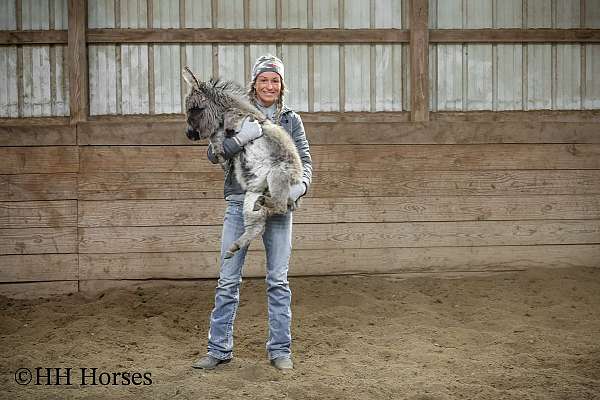 tobiano-all-around-youth-horse