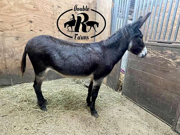 chocolate-companion-donkey