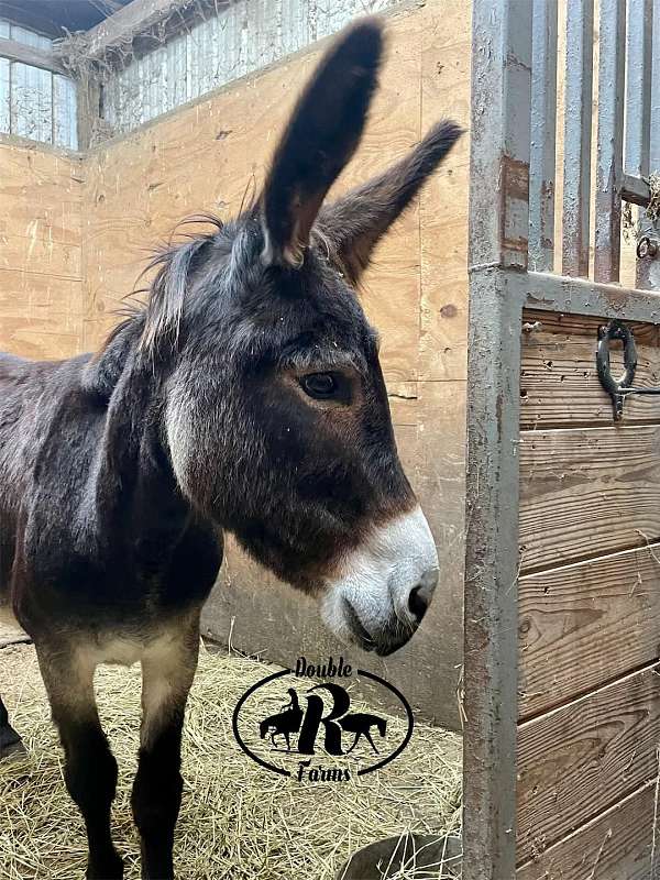 chocolate-flashy-donkey