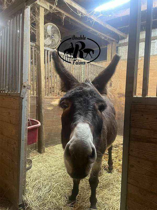 chocolate-husband-safe-donkey