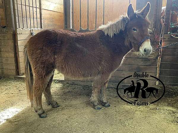 companion-mule