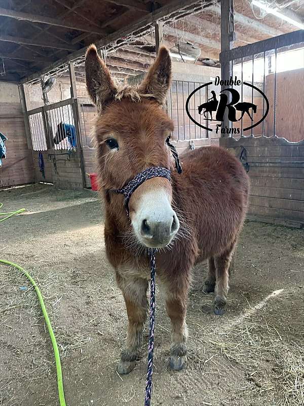flashy-mule
