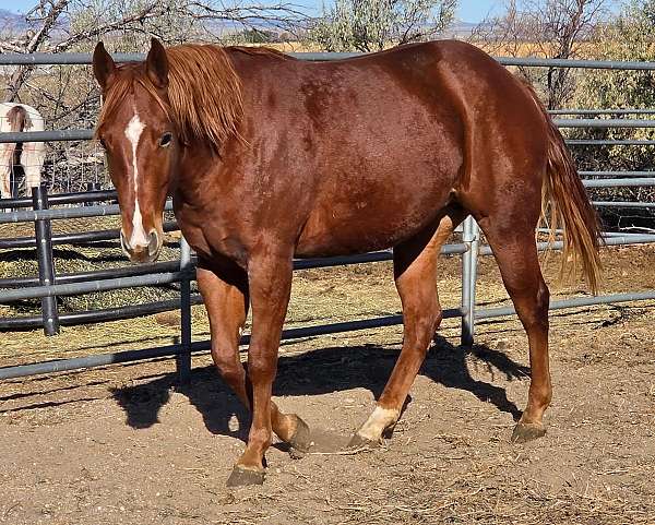 sorrel-left-rear-sock-horse