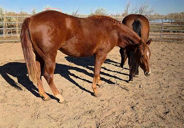stripe-horse
