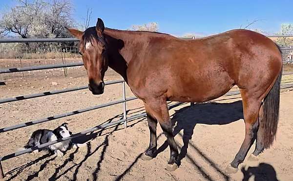 hind-coronets-partially-white