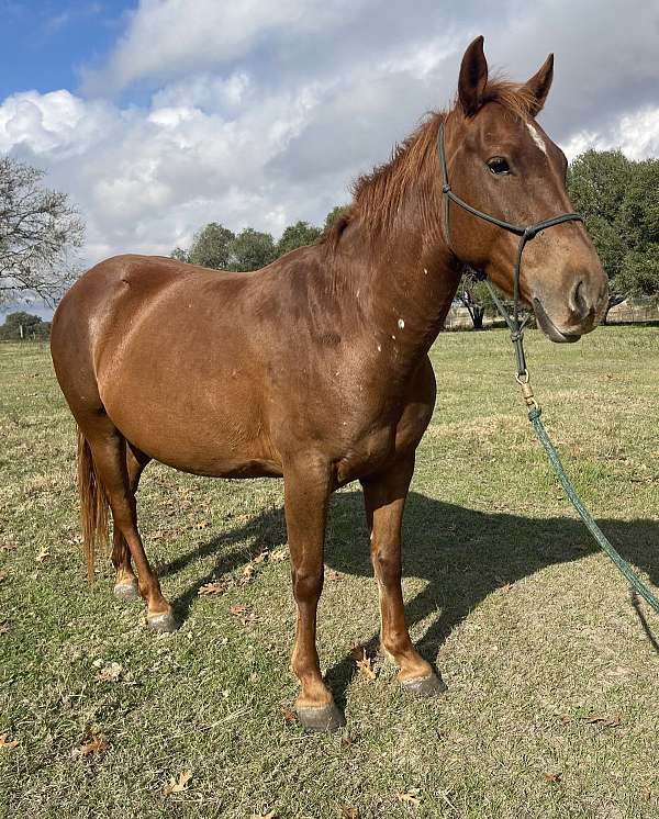 halter-project-mare-foal