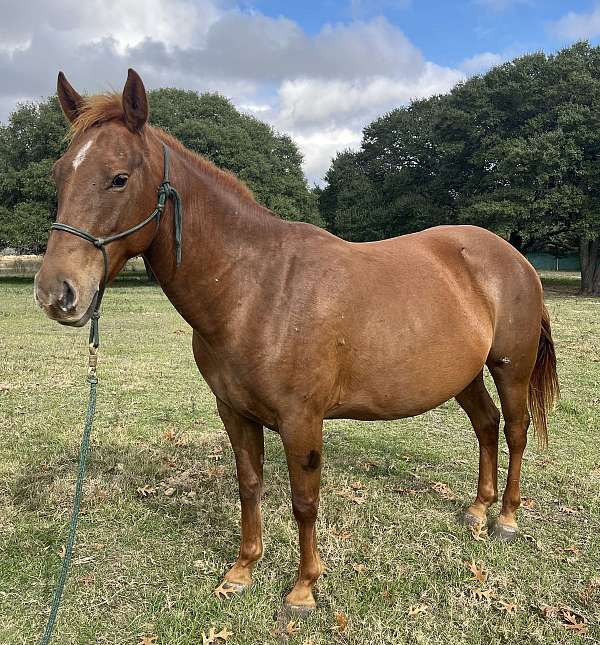 sorrel-star-horse