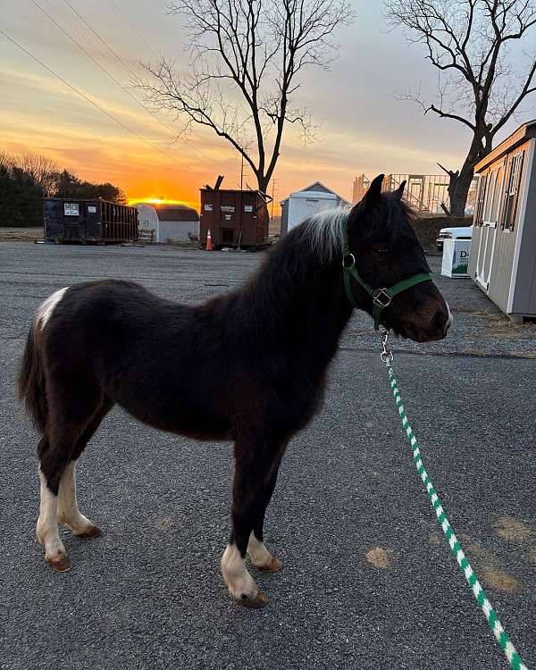 miniature-colt