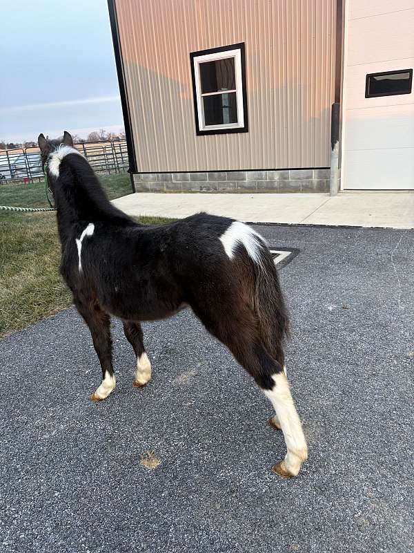 miniature-horse-for-sale