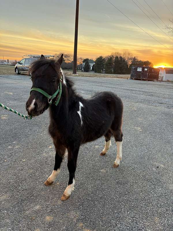 miniature-horse