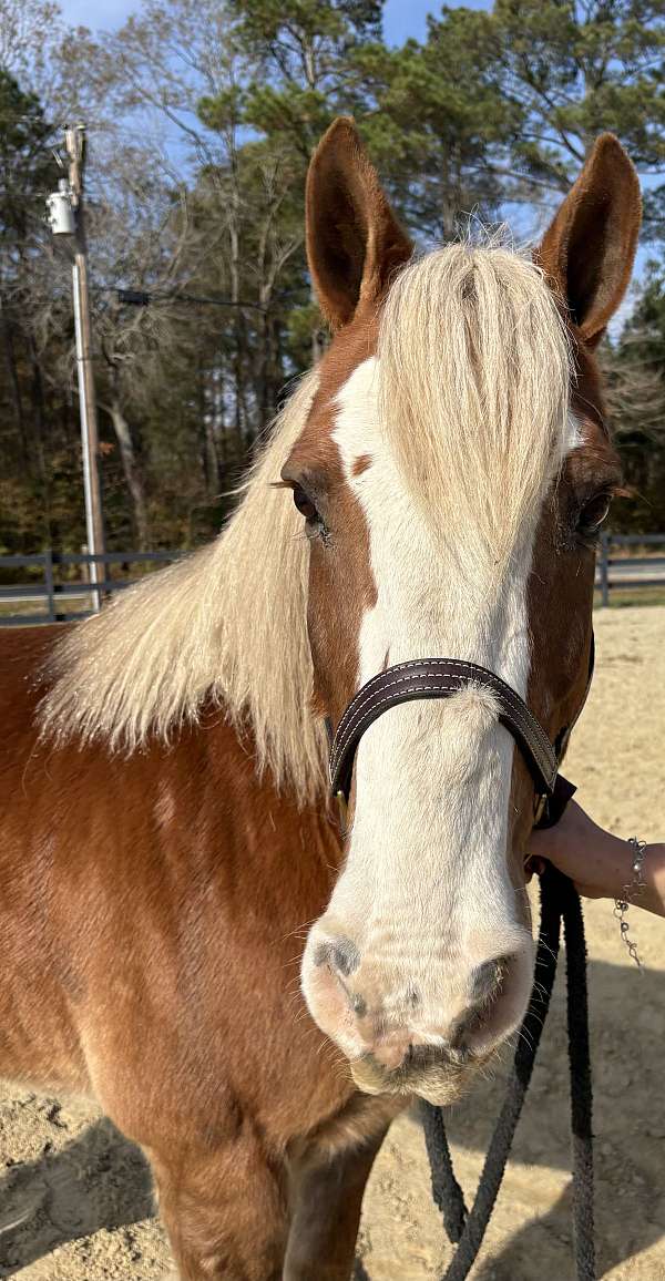 14-hand-haflinger-gelding