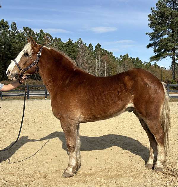 sorrel-haflinger-gelding