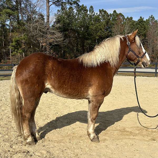sorrel-gelding-for-sale