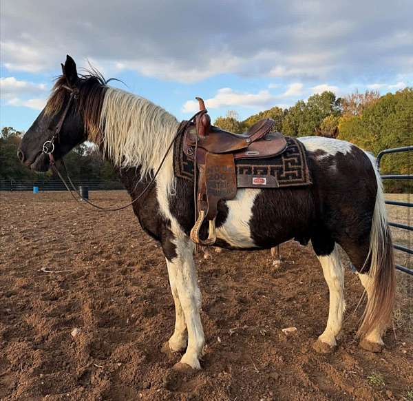 all-around-spotted-saddle-horse