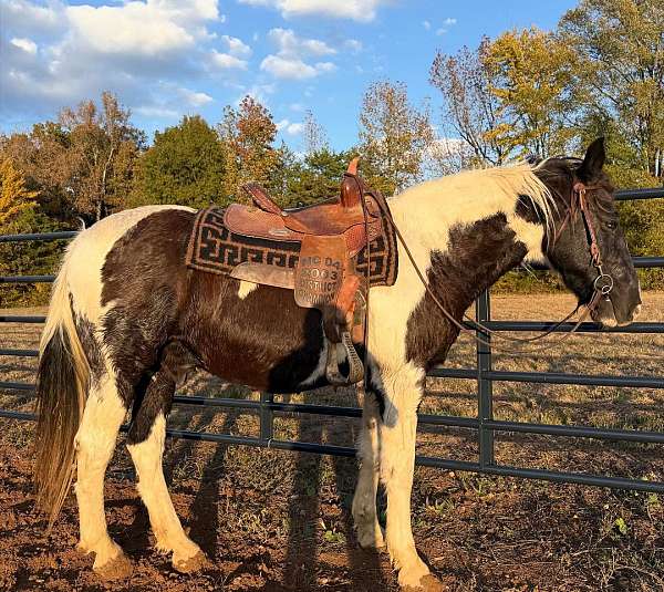 blue-eyed-spotted-saddle-horse