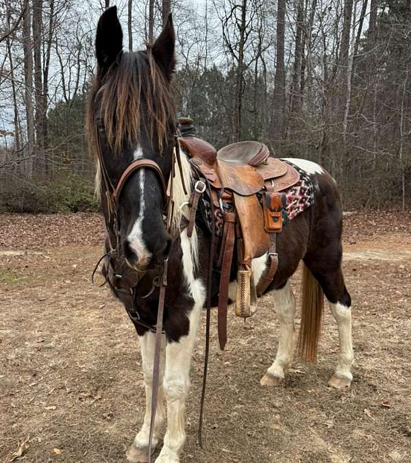 gaited-spotted-saddle-horse