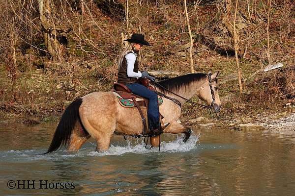 all-around-quarter-horse