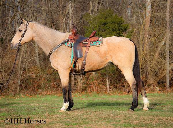 beginner-quarter-horse