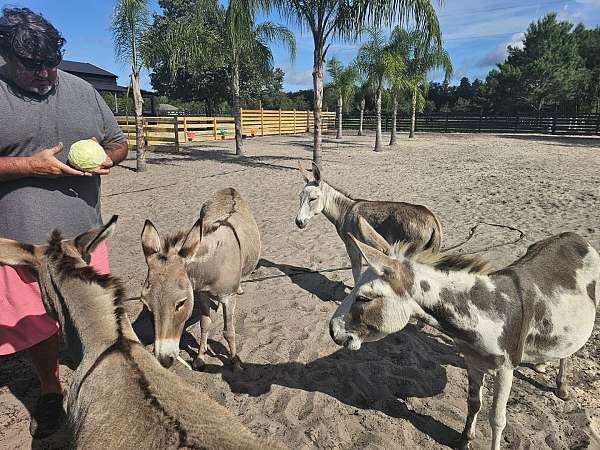 horsemanship-ranch-donkey