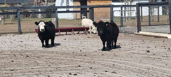 horsemanship-ranch