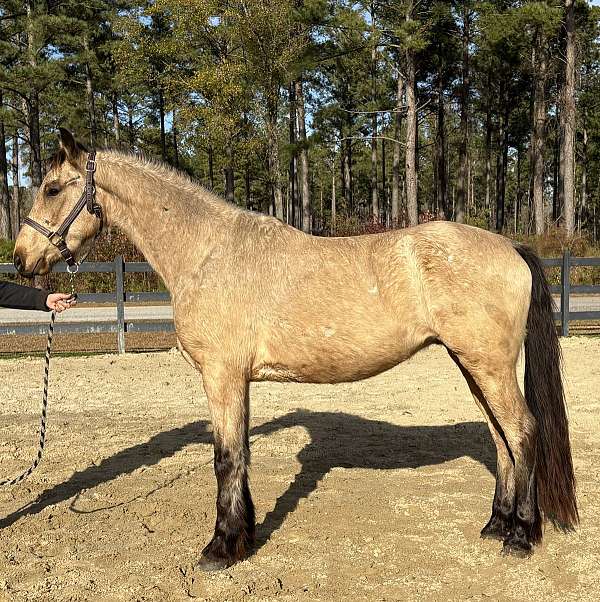 buckskin-arabian-friesian-gelding