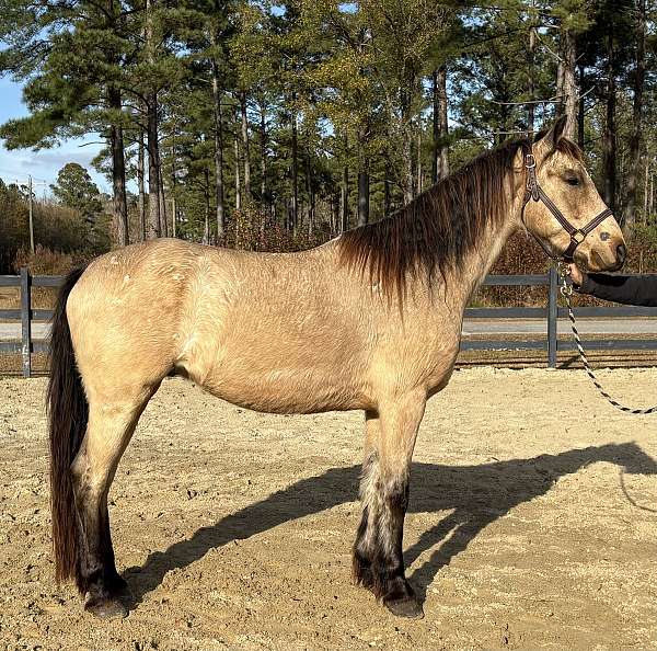 reining-trail-arabian-friesian-horse