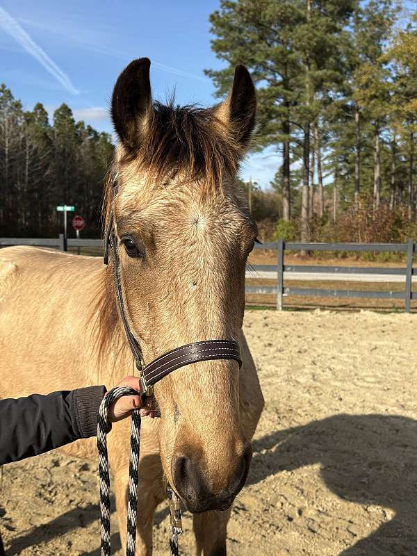 buckskin-arabian-friesian-for-sale