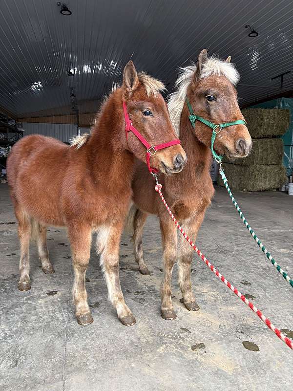 haflinger-colt