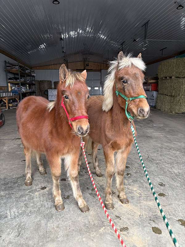 haflinger-horse-for-sale