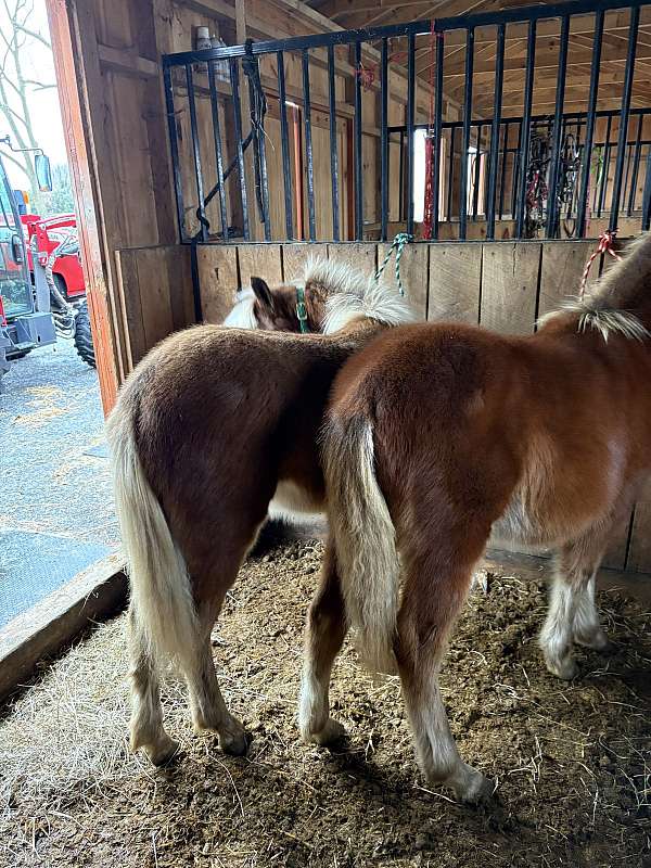 haflinger-horse