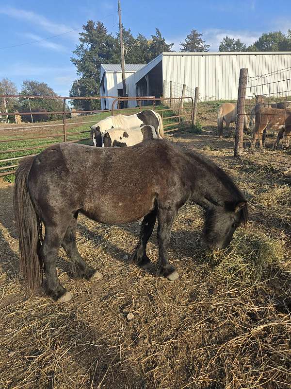 pony-mare