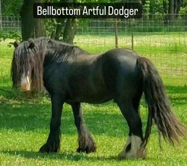 pony-for-sale