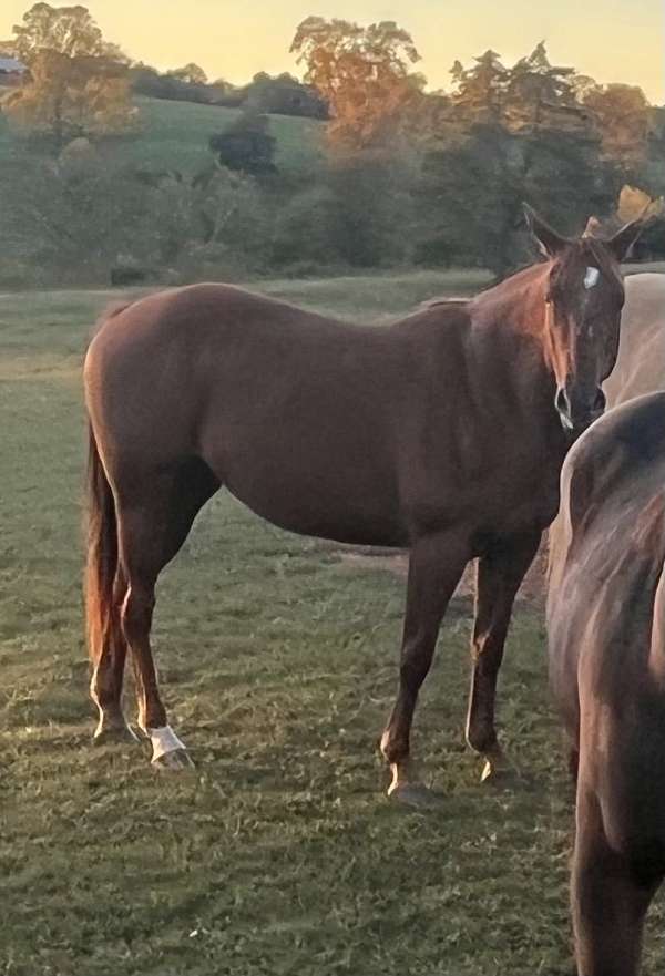 quarter-horse-mare
