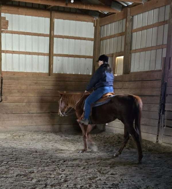 quarter-horse-for-sale