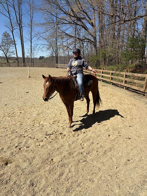 quarter-horse