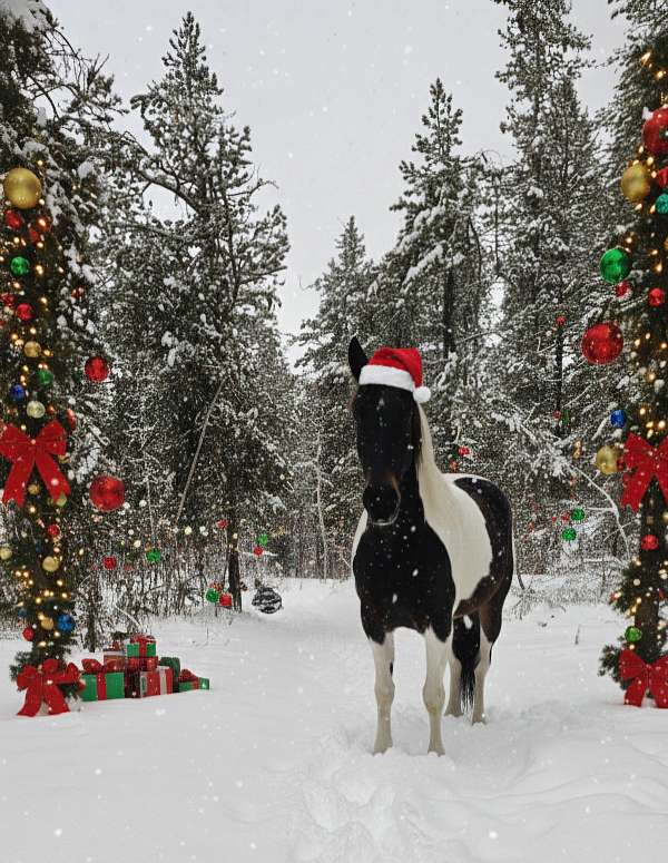 black-buckskin-show-trail-horse