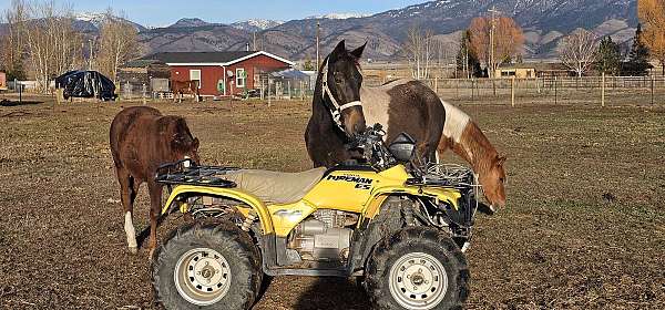 tennessee-walking-horse-for-sale