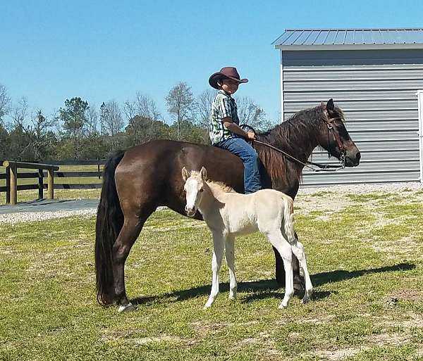 palomino-welsh-pony-colt
