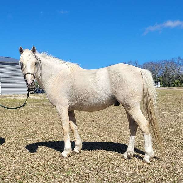 palomino-colt-for-sale