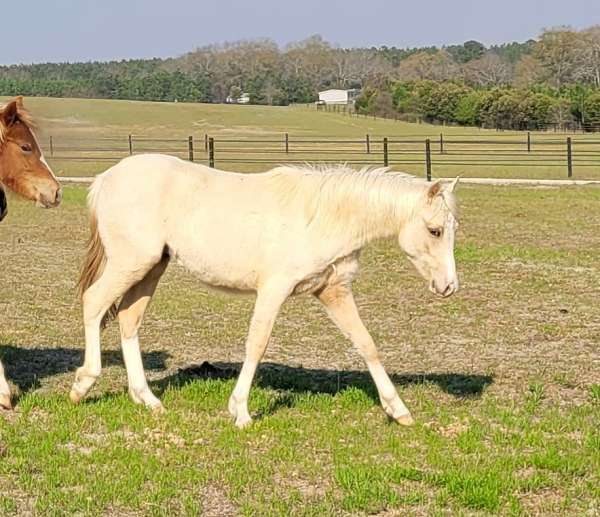 palomino-palomino-pony-colt