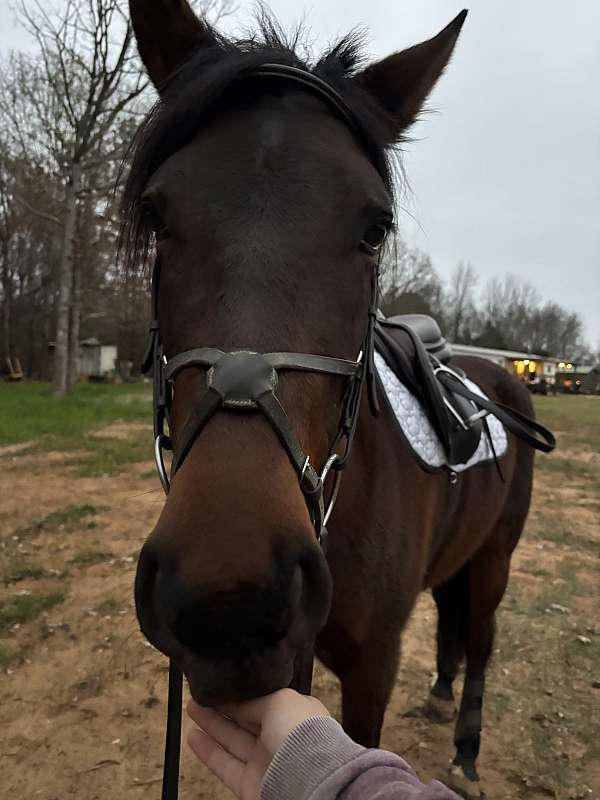 bay-mustang-mare